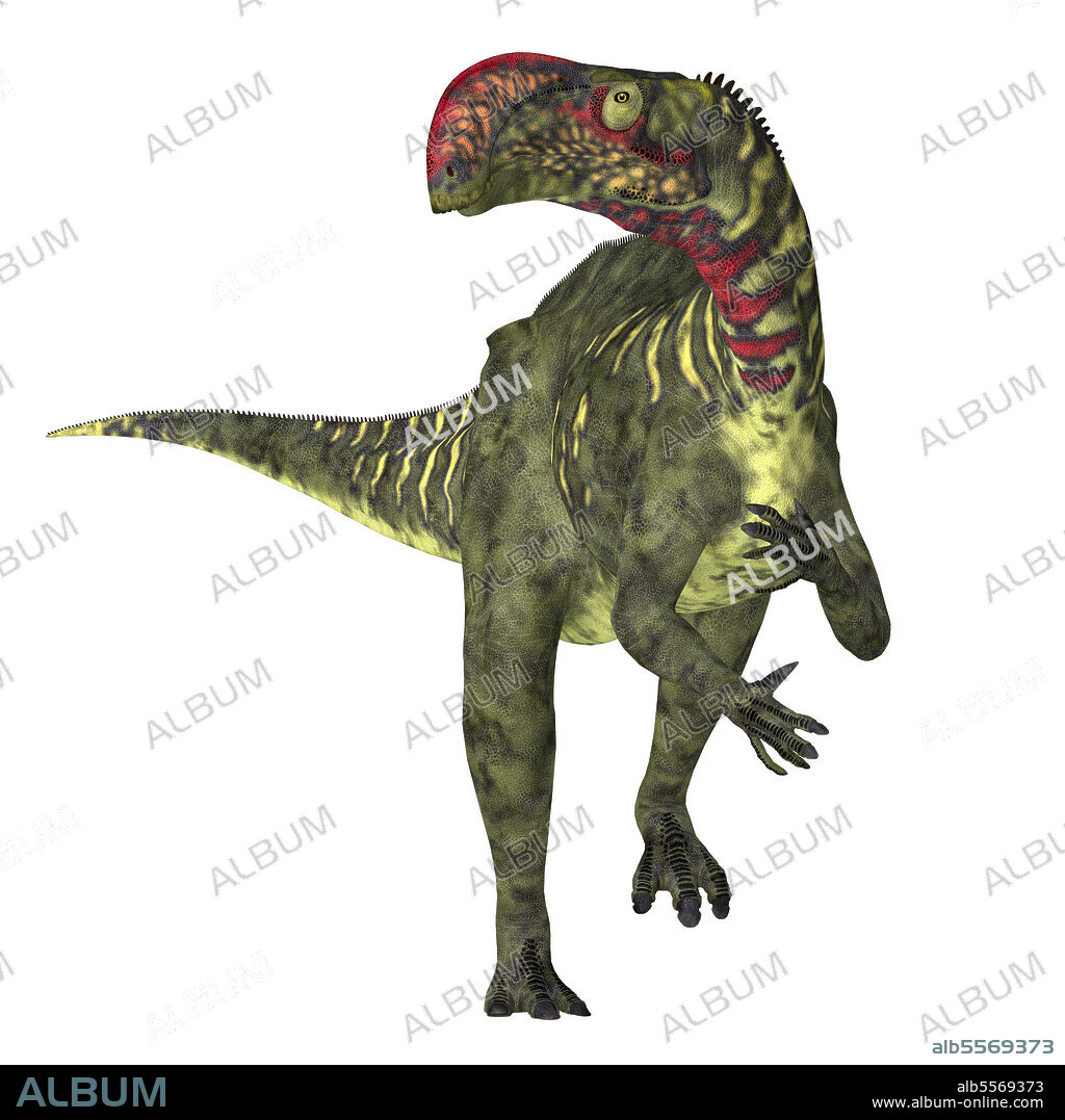 Altirhinus dinosaur, front view on white background. Altirhinus was a duck-billed iganodont herbivorous dinosaur that lived in Mongolia during the Cretaceous Period.