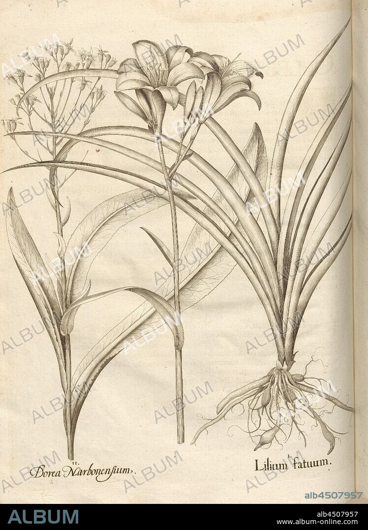Dorea Narbonnese Lilly Fool, Lily, Copperplate, p. 294, Besler, Basilius; Jungermann, Ludwig, 1713, Basilius Besler: Hortus Eystettensis (...). Nürnberg, 1713.