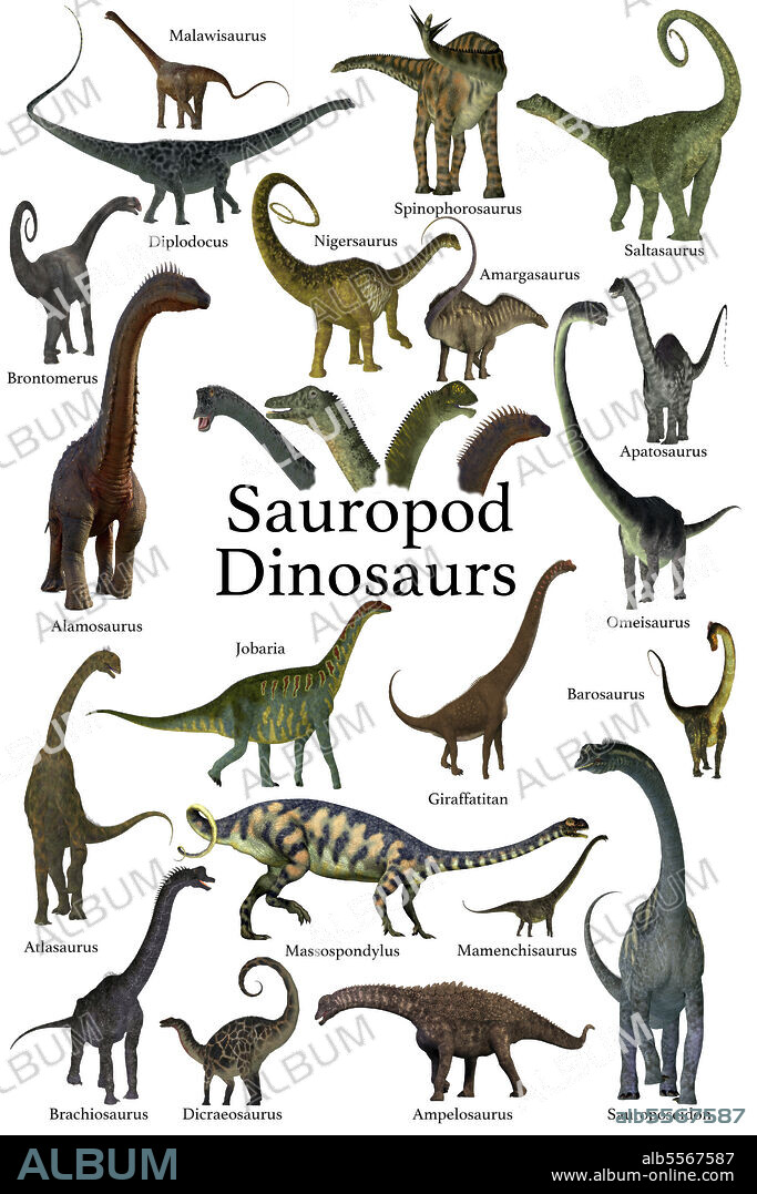 A collection of herbivorous sauropod dinosaurs who have long necks and tails with small heads.