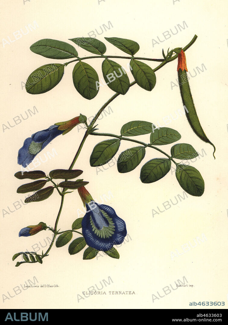 Asian pigeonwings, butterfly pea or Darwin pea, Clitoria ternatea. Handcoloured lithograph by D. Blair after an illustration by Lena Lowis from her Familiar Indian Flowers with Coloured Plates, L. Reeve, London, 1878. Lena Lowis, formerly Selena Caroline Shakespear (1845-1919), was a British woman artist who traveled to India with her husband Lt.-Col. Ninian Lowis.