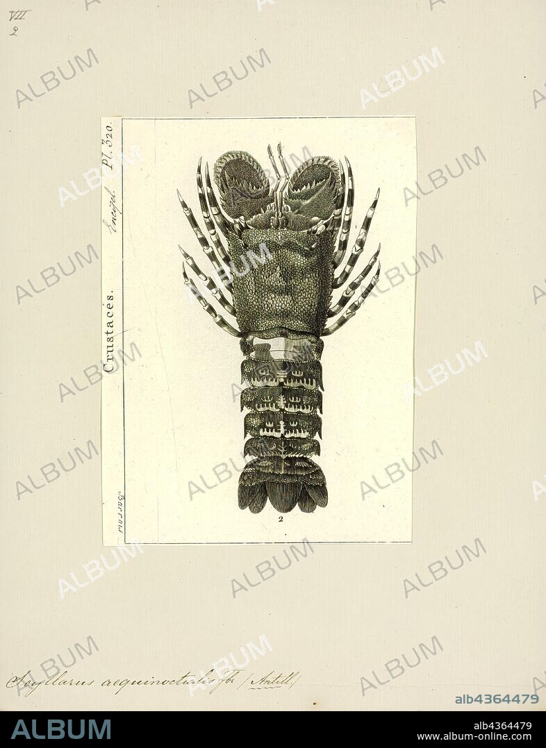 Scyllarus aequinoctialis, Print, Scyllarides aequinoctialis is a species of slipper lobster that lives in the western Atlantic Ocean from South Carolina to São Paulo State, Brazil, including the Gulf of Mexico, Caribbean Sea and Bermuda. Its common name is Spanish slipper lobster. It grows up to 30 centimetres (12 in) long, with a carapace 12 cm (4.7 in) long. S. aequinoctialis is the type species of the genus Scyllarides, and the first species of slipper lobster to be described from the Western Atlantic.