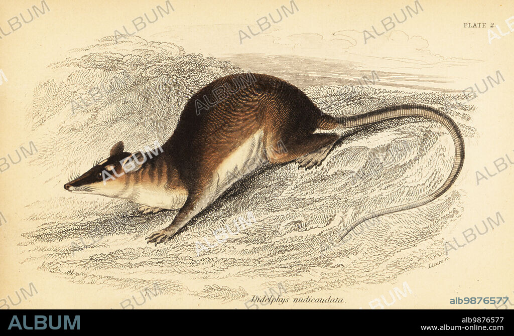Brown four-eyed opossum, Metachirus nudicaudatus. Naked-tailed opossum, Didelphys nudicaudata. Handcoloured steel engraving by Lizars after an illustration by George Robert Waterhouse from his Marsupialia or Pouched Animals, Volume XI of the Naturalists Library, W. H. Lizars, Edinburgh, 1841. Waterhouse (1810-1888) was curator at the Zoological Society of Londons museum.