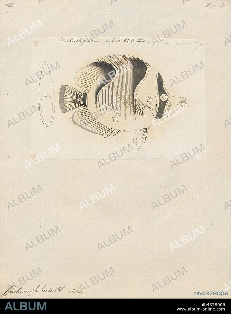 Chaetodon falcula, Print, Chaetodon falcula, the blackwedged butterflyfish or falcula butterflyfish, is a species of butterflyfish (family Chaetodontidae). It is found in the Indian Ocean, from eastern Africa south to 27°S and east to Indonesia., 1700-1880.