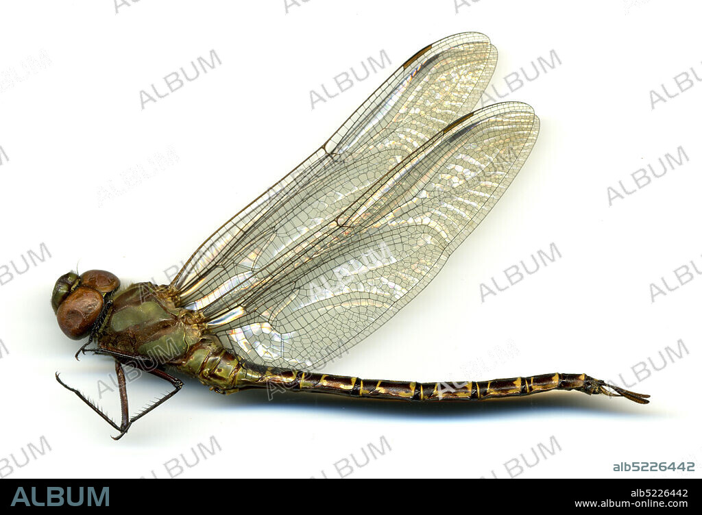 Northwest Gainesville, Alachua, Florida, United States, Coryphaeschna ingens (Rambur, 1842), Animalia, Arthropoda, Insecta, Odonata, Anisoptera, Aeshnidae.