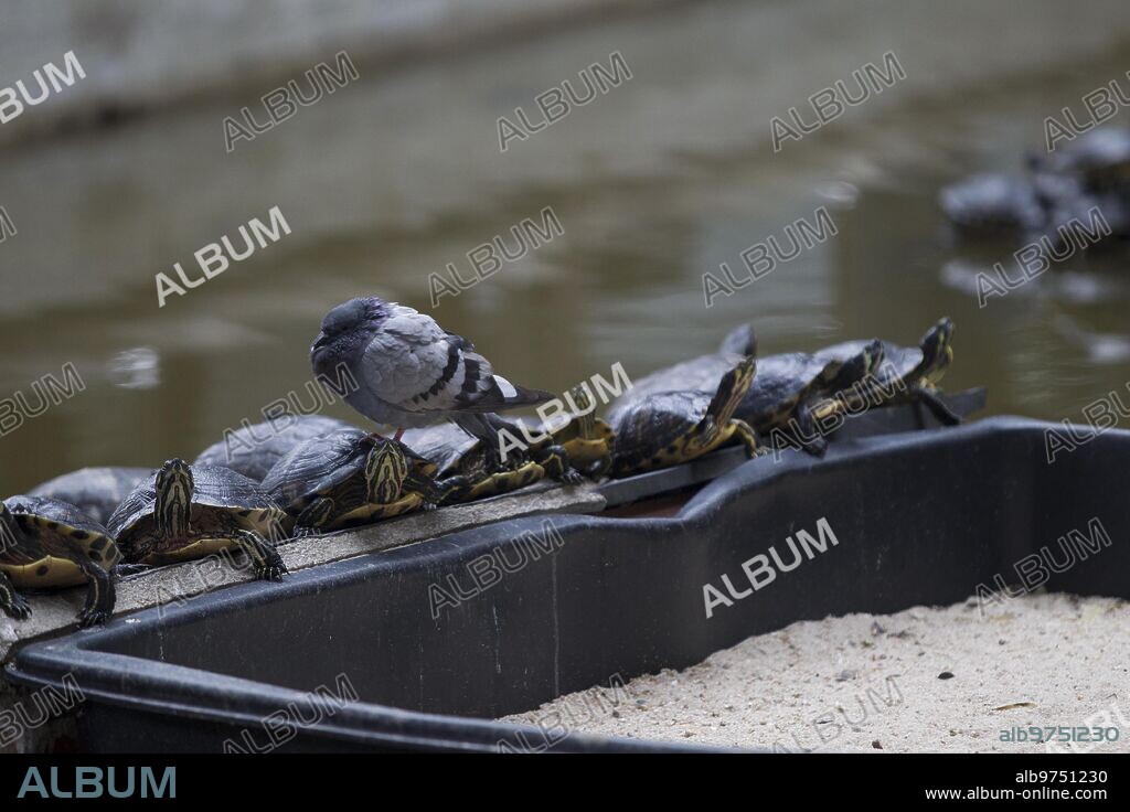 Madrid, 21/01/2016. Tortugas en el estanque de la Estación de Atocha. Foto: Isabel Permuy ARCHDC.