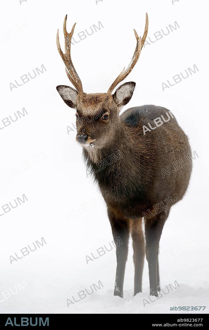 Sika Deer; Spotted Deer or Japanese Deer (Cervus nippon nippon); male in winter; native to Japan; North Rhine-Westphalia; Germany; Europe.