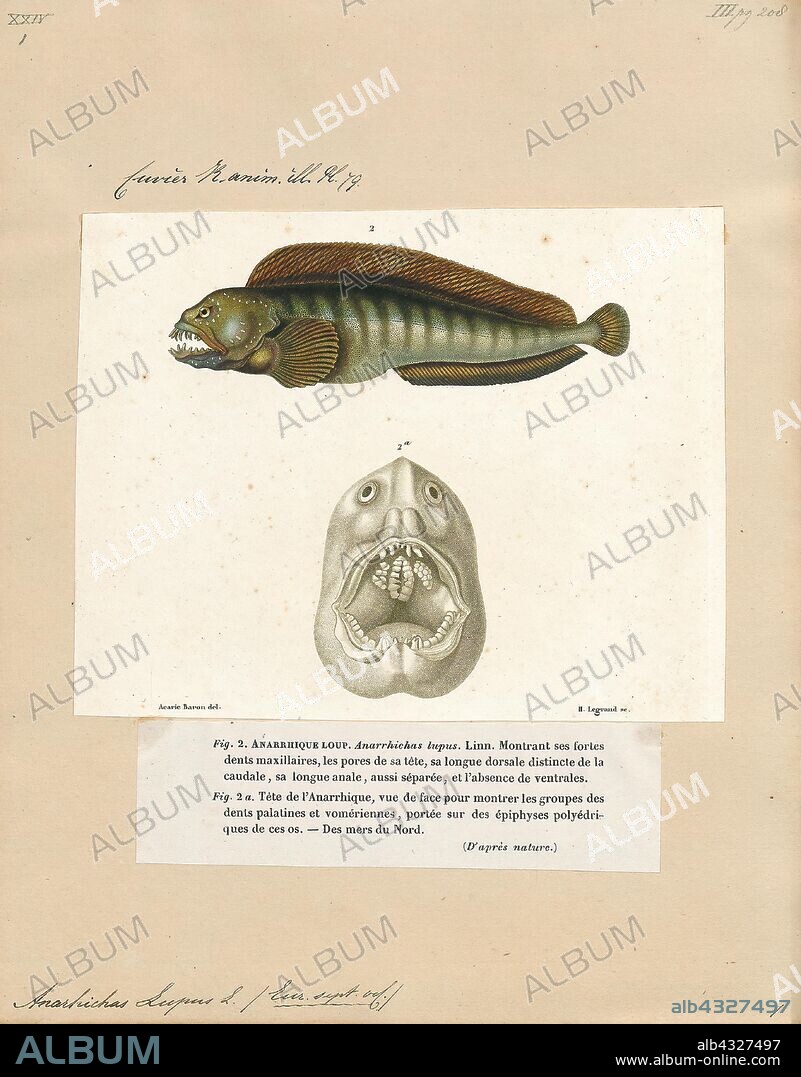 Anarrhichas lupus, Print, The Atlantic wolffish (Anarhichas lupus), also known as the seawolf, Atlantic catfish, ocean catfish, devil fish, wolf eel (the common name for its Pacific relative), woof or sea cat, is a marine fish of the wolffish family Anarhichadidae. The numbers of the Atlantic wolffish in US waters are rapidly being depleted, most likely due to overfishing and bycatch, and is currently a Species of Concern according to the U.S. National Oceanic and Atmospheric Administration's National Marine Fisheries Service., 1700-1880.