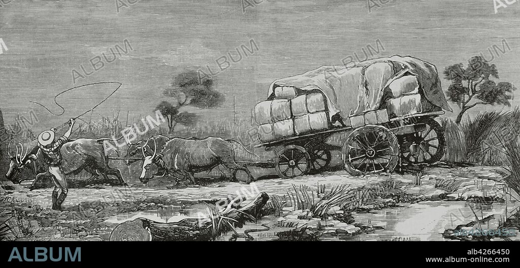 Africa del Sur. Primera guerra Boer o Guerra del Transvaal (1880-1881). Conflicto entre colonos bóers que resistieron con éxito el intento por parte del Imperio británico de la anexión del Transvaal. Dificultades para el transporte de la impedimenta el ejército inglés. Grabado. La Ilustración Española y Americana,30 de enero de 1881.