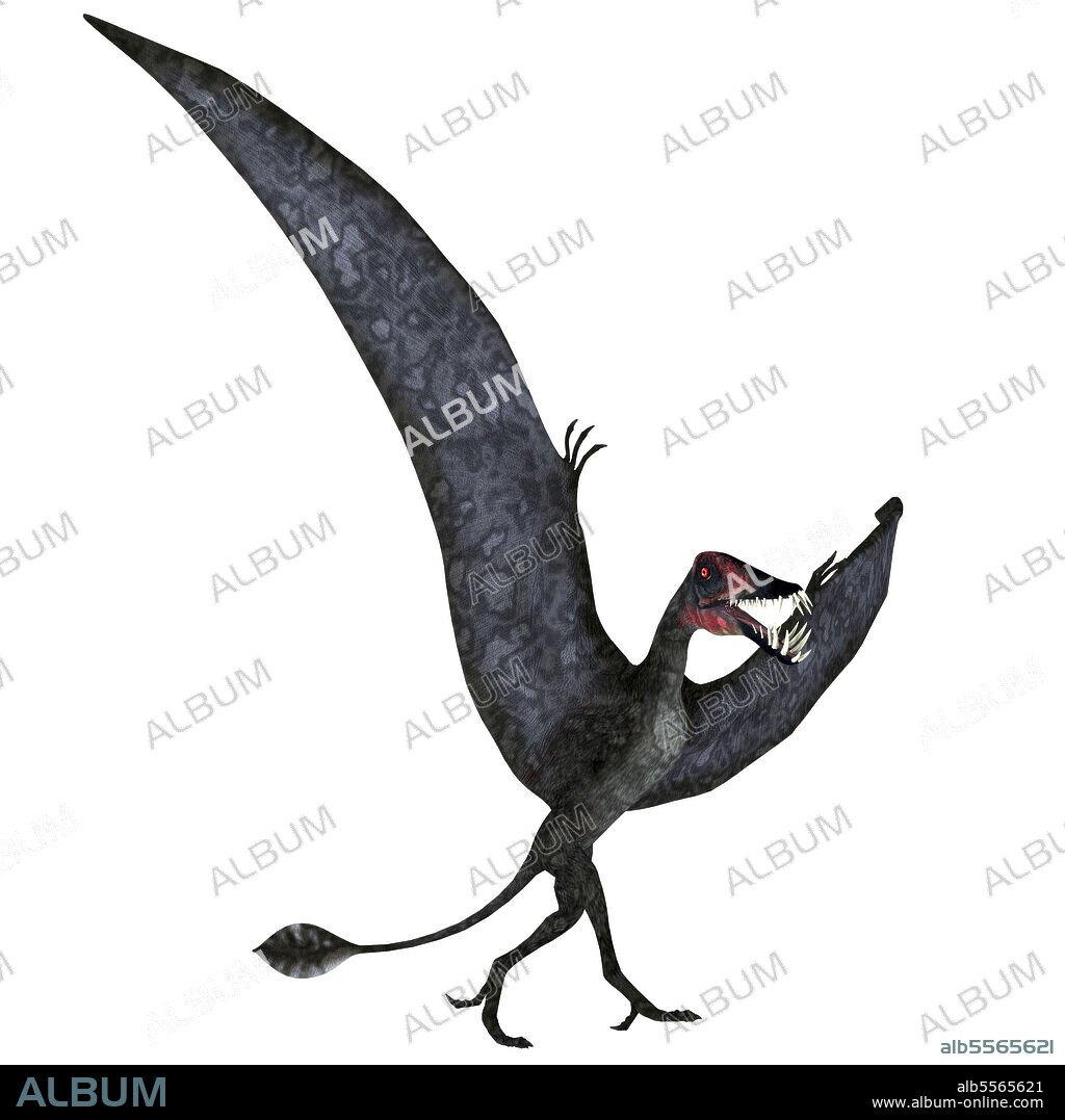 Dorygnathus pterosaur on the ground. Dorygnathus was a carnivorous Pterosaur reptile that lived in Europe during the Jurassic Period.