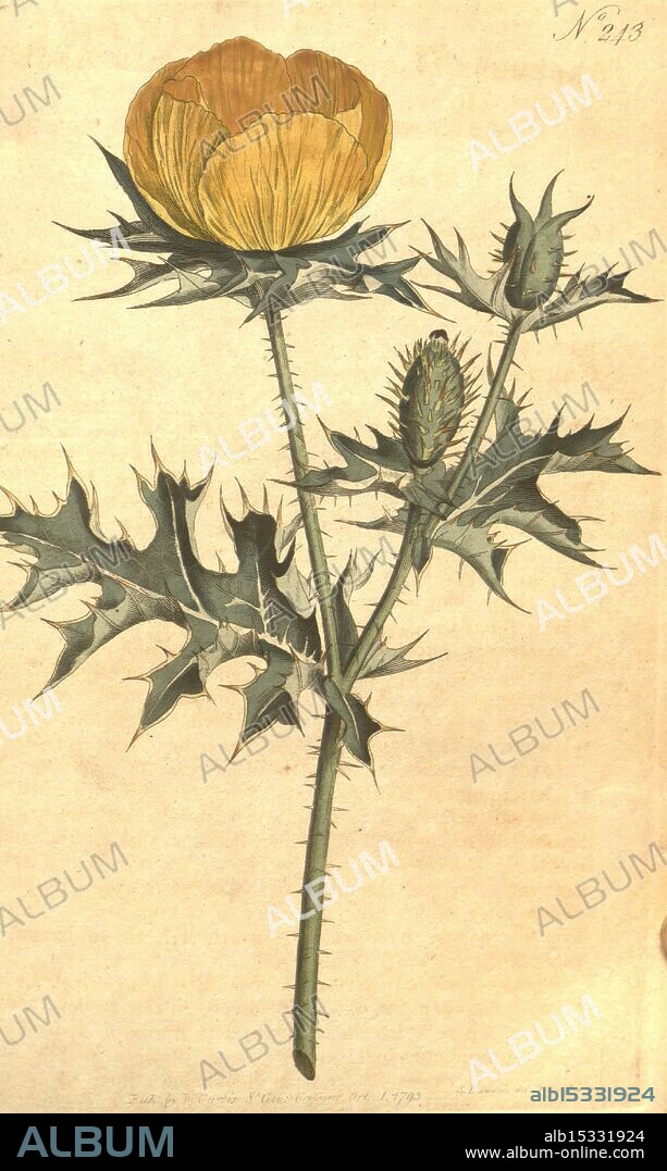 The Botanical Magazine, or Flower-garden Displayed S.l, s.n. 1790-1800 Botany Periodicals Pictorial Works Curtis Argemone Mexicana Taxonomy: Family = Papaveraceae Mexico West Indies, A botanical illustration of a flowering plant characterized by a prominent yellow blossom at its peak, surrounded by sharp thorns along its green stems. The illustration includes multiple buds and spiky leaves, showcasing the detailed texture and structure of the plant. The background features subtle lines that enhance the overall composition, while the flower's vivid color contrasts with the surrounding foliage, emphasizing its striking appearance. The caption is numbered 'N° 213,' suggesting it may be part of a larger collection of botanical studies.