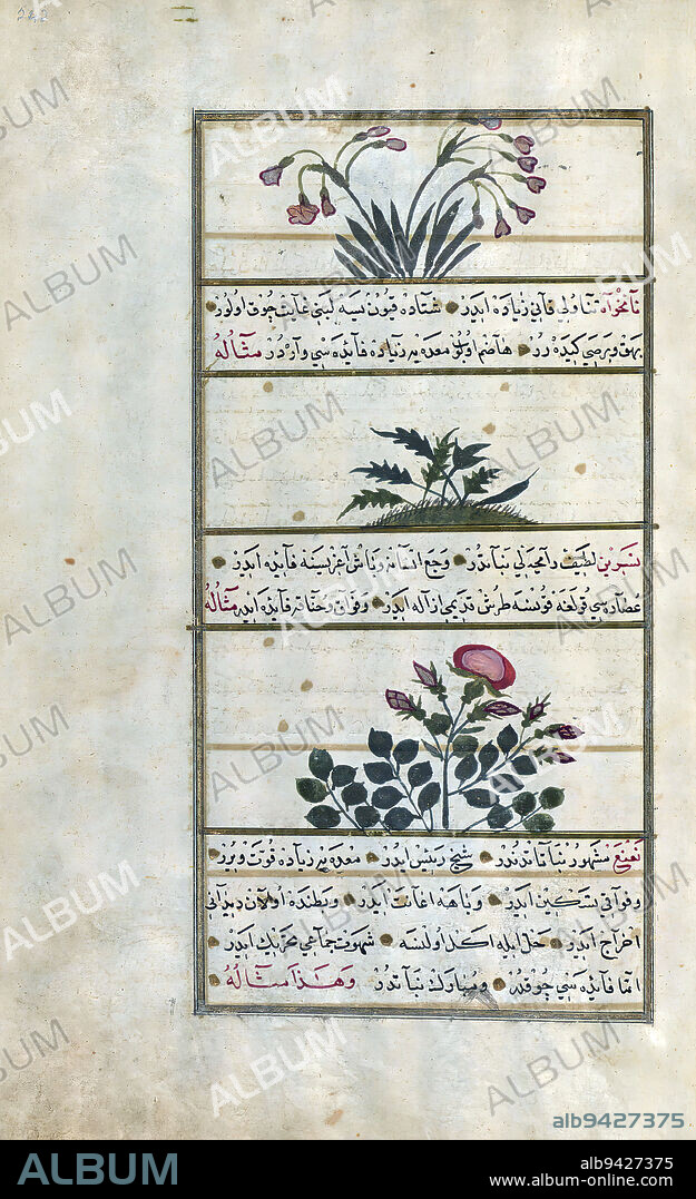 Turkish version of the Wonders of creation, Three plants- narcissus (narjis), aniseed (nnkhv), and wild rose (nasrn), This is an Ottoman illuminated and illustrated Turkish version of Ajib al-makhlqt (Wonders of creation) by Zakary al-Qazwn (d. 692 AH / 1293 CE), made at the request of the Vizier Murtaza Paa (Murtaá Psh) (fl. eleventh century AH / seventeenth CE). The codex was completed in 1121 AH / 1717 CE by Muammad ibn Muammad Shkir Rzmah-i Nthn. There are 444 paintings illustrating the text. The binding is not original to the manuscript.
