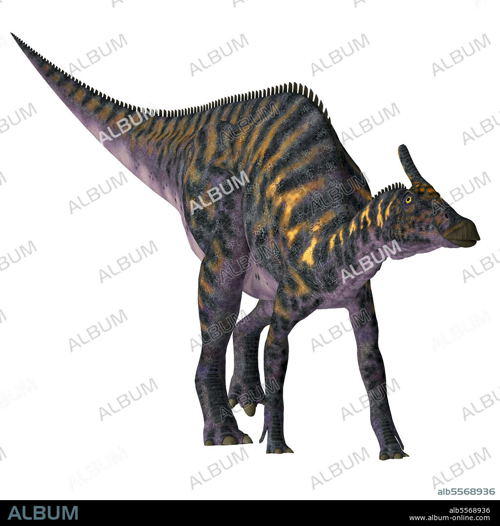 Saurolophus dinosaur, front view. Saurolophus osborni was a Hadrosaur herbivorous dinosaur that lived in Asia and North America during the Cretaceous Period.