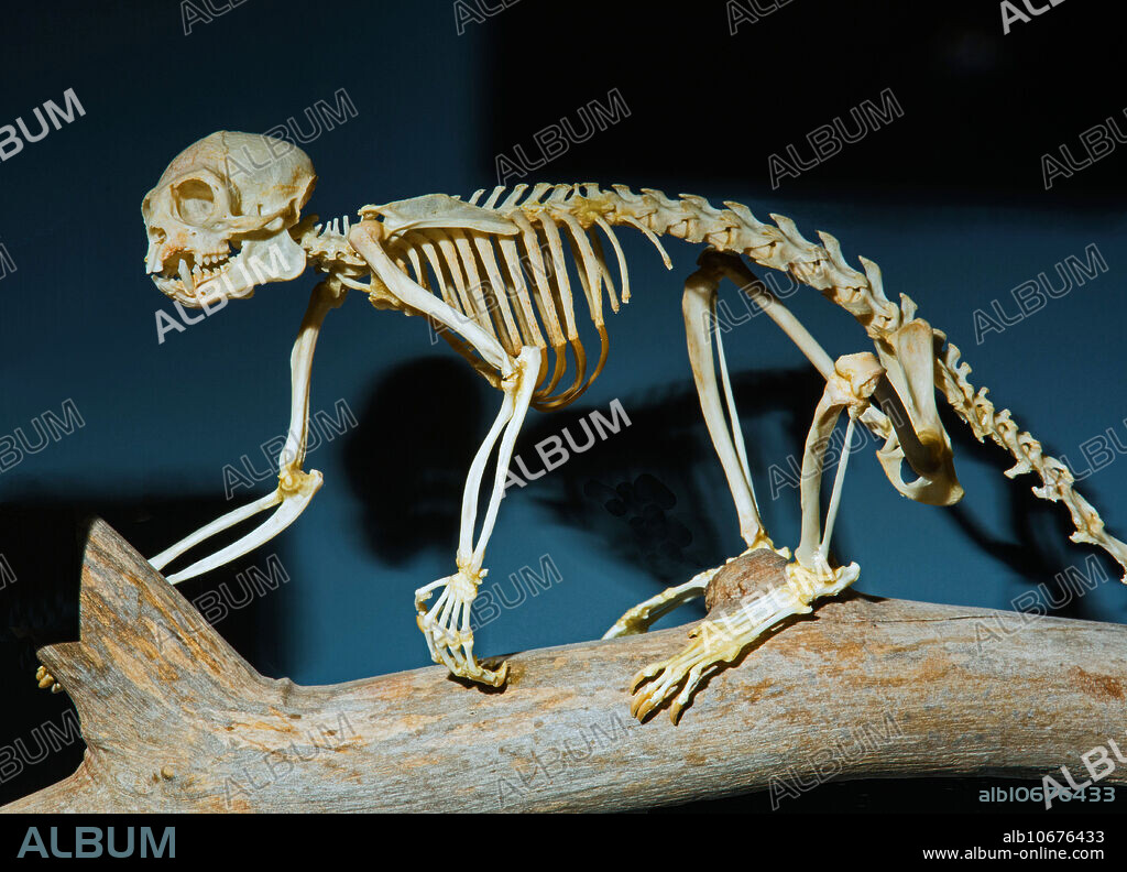 Common marmoset monkey skeleton (Callithrix jacchus). Museum of Osteology. Oklahoma City, Oklahoma, USA.