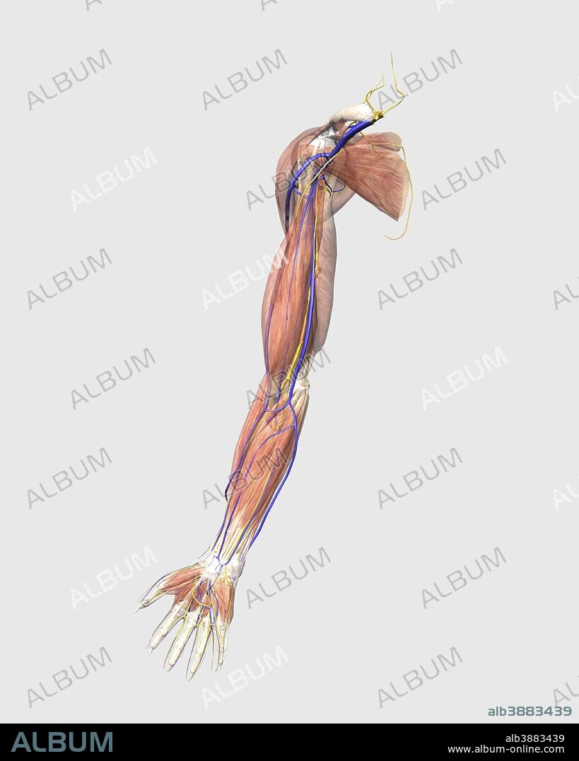 Medical illustration of human arm muscles, veins and nerves.