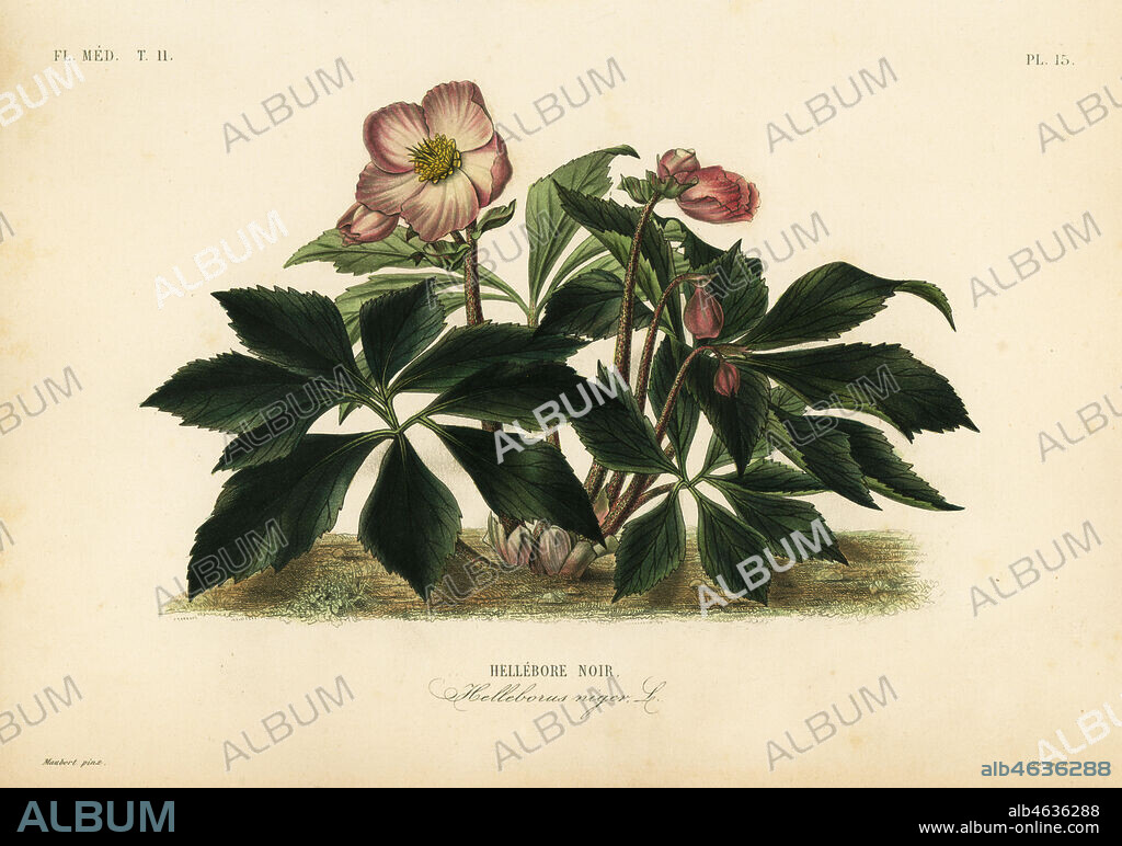 Christmas rose or black hellebore, Helleborus niger, Hellebore noir. Handcoloured steel engraving by Lebrun after a botanical illustration by Edouard Maubert from Pierre Oscar Reveil, A. Dupuis, Fr. Gerard and Francois Herincqs La Regne Vegetal: Flore Medicale, L. Guerin, Paris, 1864-1871.