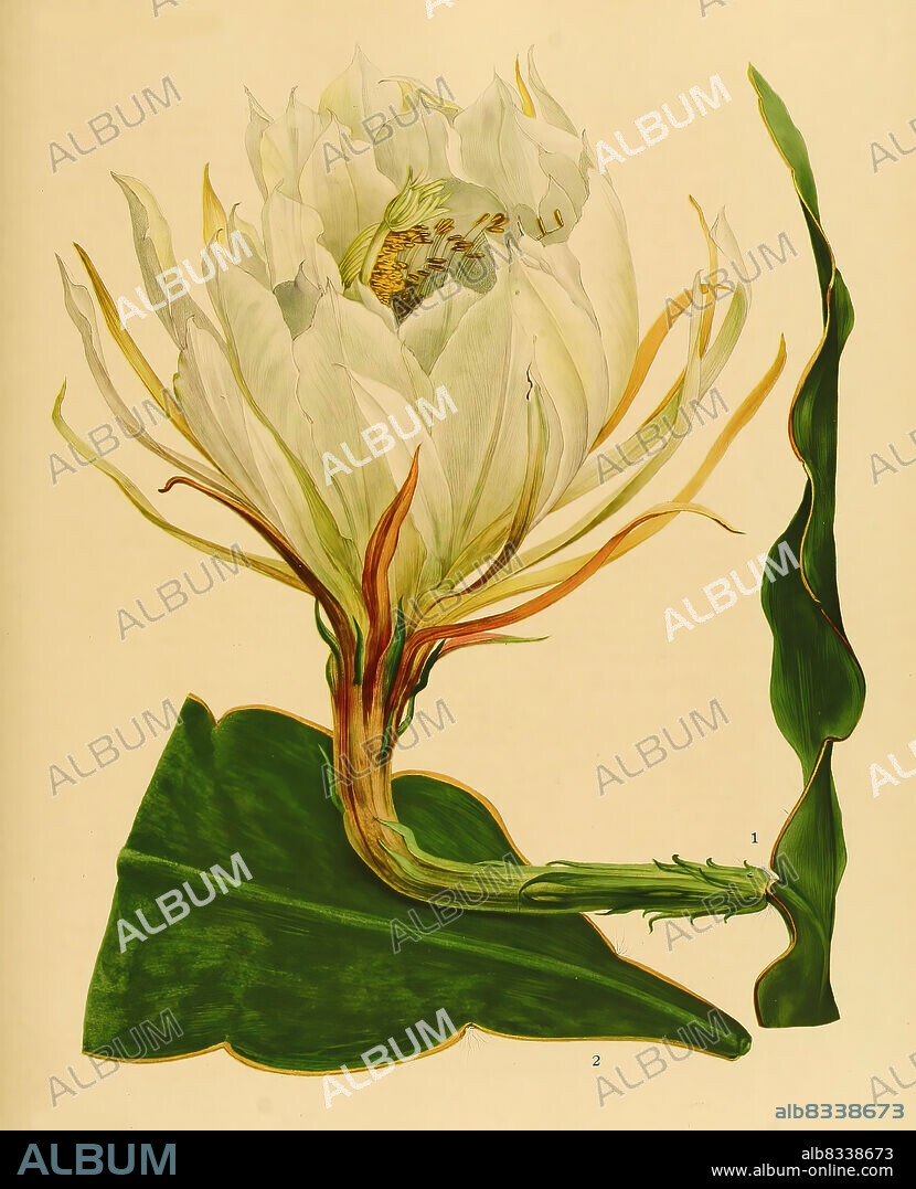Kakteen und Sukkulenten, Epiphyllum macropterum, historical, digital improved reproduction of an original from the 19th century / digital restaurierte Reproduktion einer Originalvorlage aus dem 19. Jahrhundert, genaues Originaldatum nicht bekannt.