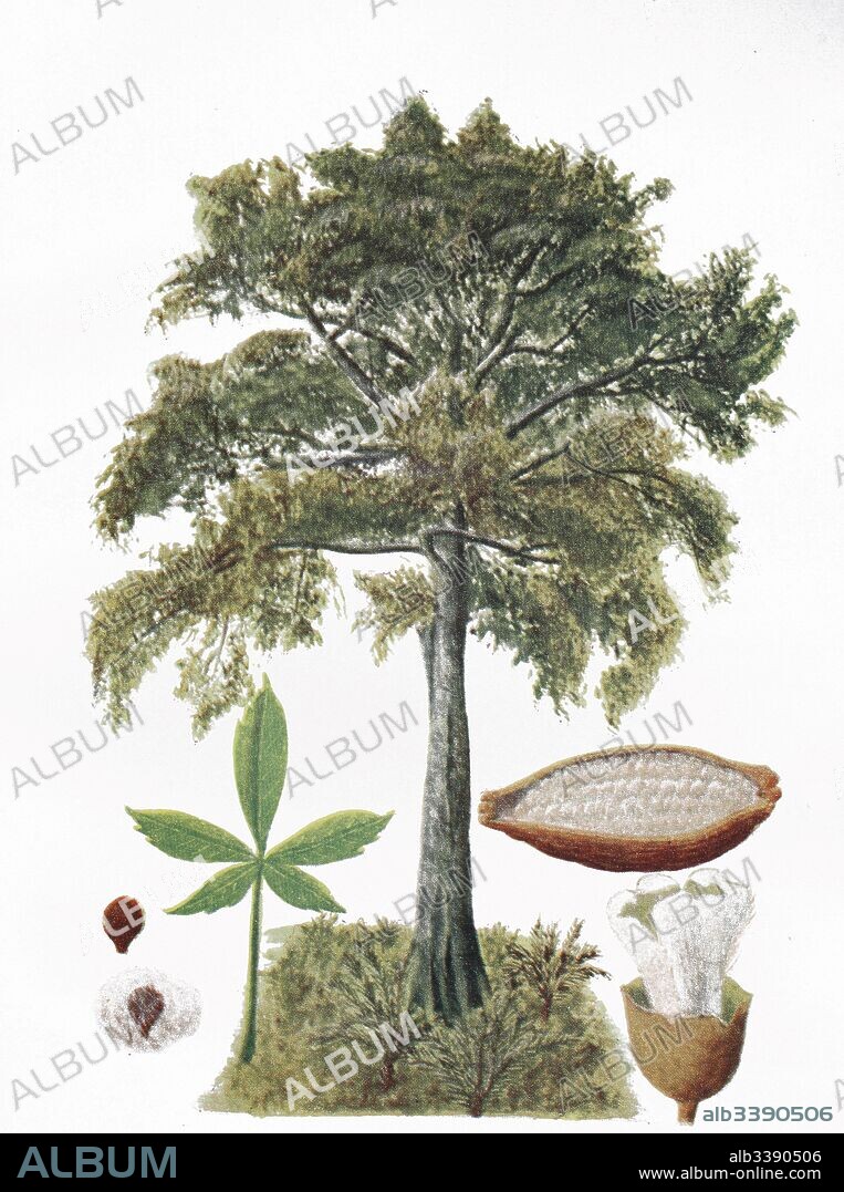 Kapok, Java cotton, Java kapok, silk-cotton, Samauma, or ceiba, Ceiba pentandra, historical illustration, 1880.