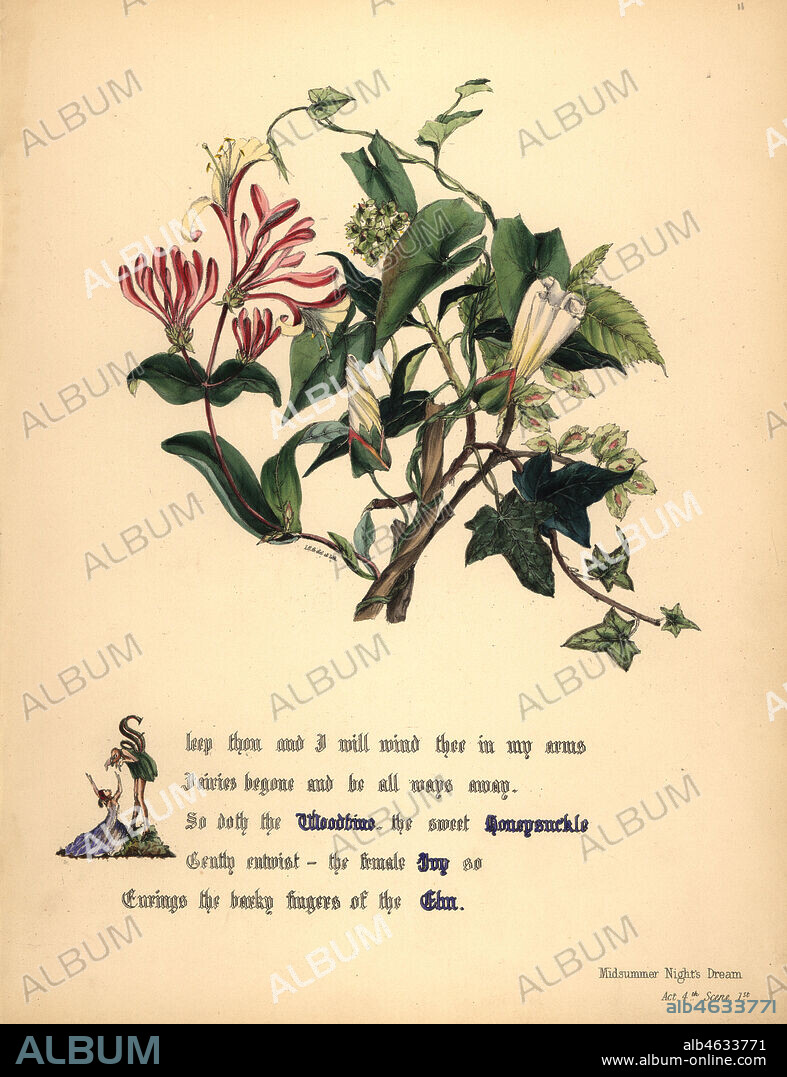 Woodbine, Honeysuckle, Ivy and Elm (Midsummer Night's Dream). Handcoioured botanical illustration drawn and lithographed by Jane Elizabeth Giraud from The Flowers of Shakespeare, Day and Haghe, London, 1845.
