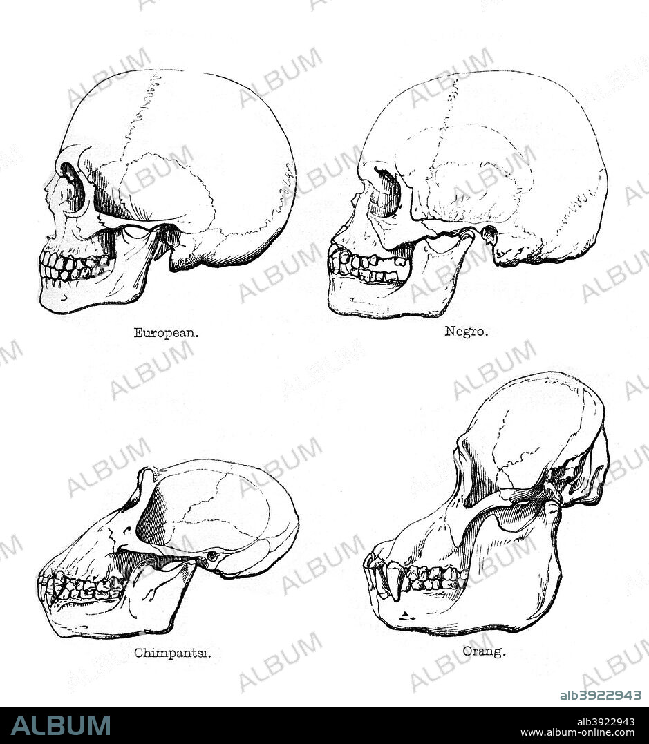 Lateral view of the skull or profile, 1848. Comparison of the skulls of European and African humans with those of the chimpanzee and orang-utan. During the 19th century, it was believed that negroes were less developed than Europeans. An engraving from the Natural History of Man, by James Cowles Prichard, (Hippolyte Bailliere, London, third edition, 1848).