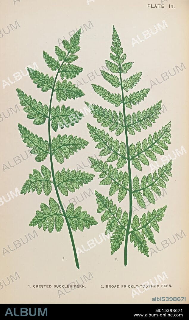 British ferns, London, Gibbings, 1903, filices, Great Britain, ferns, spores, crested buckler fern, broad prickly toothed fern, A detailed illustration showcasing two distinct types of ferns. On the left, the Crested Buckler Fern is depicted, characterized by its uniquely shaped fronds that taper into a crested appearance. The right side features the Broad Prickly-Toothed Fern, identifiable by its broader leaflets that have serrated edges. Each fern is labeled with its corresponding name and enumeration, reflecting botanical accuracy and a focus on the intricate details of their foliage. The arrangement emphasizes the beauty and diversity of plant life, highlighting the unique features of each species.