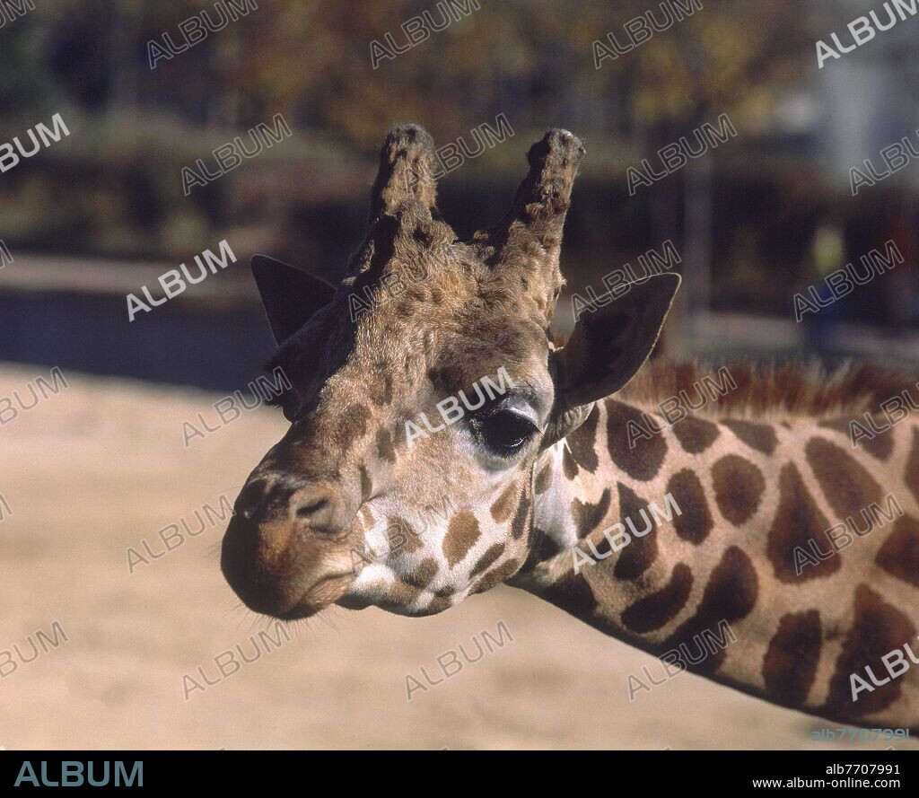 JIRAFA, MAMIFERO ARTIDACTILO PROPIO DEL CONTINENTE AFRICANO. ES LA ESPECIE MAS ALTA DE TODAS LAS ESPECIE.