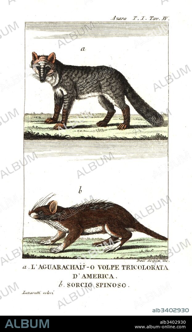 Pampas fox or aguarachay, Lycalopex gymnocercus, and spiny rat or casiragua, Proechimys guairae. After Felix de Azara's Voyages dans l'Amerique Meridionale. Copperplate engraving by Dell'Acqua handcoloured by Lazaretti from Giovanni Battista Sonzogno's Raccolta de Viaggi Piu Interessanti, Milan, 1815.