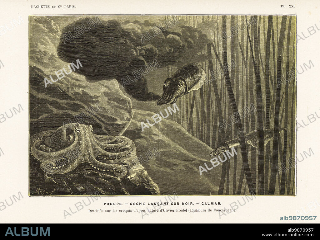 Common octopus, Octopus vulgaris, elegant cuttlefish, Sepia elegans, shooting ink, and common squid, Loligo vulgaris. Drawn after nature by Olivier Fredol at Concarneau aquarium. Poulpe. Seche lancant son noir. Calmar. Chromolithograph by A. Mesnel from Alfred Fredols Le Monde de la Mer, the World of the Sea, edited by Olivier Fredol, Librairie Hachette et. Cie., Paris, 1881. Alfred Fredol was the pseudonym of French zoologist and botanist Alfred Moquin-Tandon, 1804-1863.