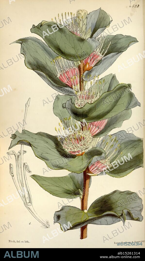 Curtis's Botanical Magazine. London, New York, botanical illustration, botany, periodicals, pictorial works, plants ornamental, Curtis, Curtis, Hakea cucullata, Australia, scallops, King George Sound, Western Australia, Walter Hood Fitch, A beautifully illustrated botanical study showcasing a flowering plant with lush green leaves and delicate pink blossoms. The main stem is prominent, adorned with clusters of flower buds that feature white filaments and small, vibrant anthers. To the left, a detailed drawing highlights the plant's root system, providing insight into its growth structure. This depiction captures the intricate details of the plant's anatomy, revealing the harmony of its botanical features and the elegance of its floral presentation.
