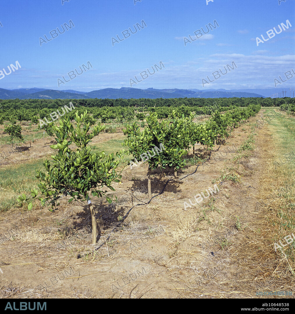 Young orange orchard on the Letaba Estates with hose for piped irrigation and nutrient drip, near Tzaneen, Transvaal, South Africa.