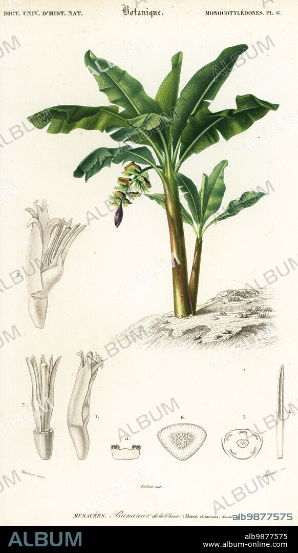 Banana, Musa acuminata. Southern Asia. Bananier de la Chine. Musa chinensis. Handcoloured steel engraving by Felicie Fournier after an illustration by Louis Joseph Edouard Maubert from Charles d'Orbigny's Dictionnaire Universel d'Histoire Naturelle (Universal Dictionary of Natural History), Paris, 1849.