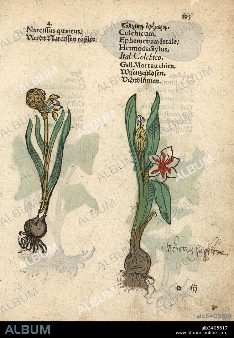 Daffodil variety, Narcissus poeticus, and meadow saffron, Colchicum autumnale. Handcoloured woodblock engraving of a botanical illustration from Adam Lonicer's Krauterbuch, or Herbal, Frankfurt, 1557. This from a 17th century pirate edition or atlas of illustrations only, with captions in Latin, Greek, French, Italian, German, and in English manuscript.