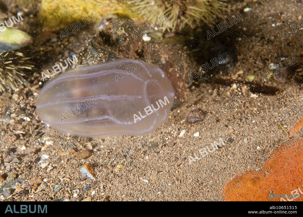 Beroe's Comb Jelly, (Beroe sp.), a ctenophore. Gulf of Maine.