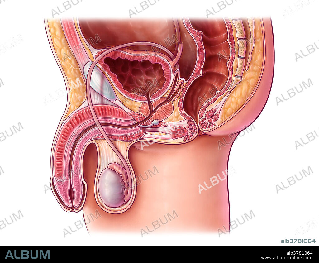 Male Pelvis, Illustration