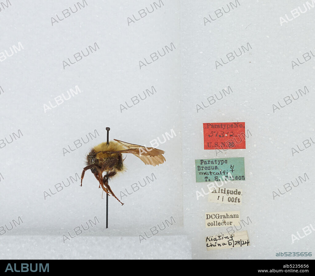 Kiating, Sichuan, China, Bombus (Orientalibombus) braccatus Friese, 1905, Animalia, Arthropoda, Insecta, Hymenoptera, Apidae, Apinae.