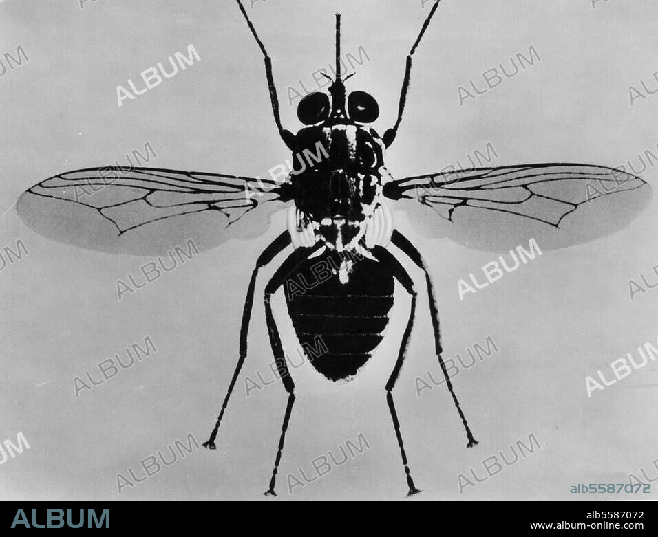 Zoologie : mouche. Mouche tsé tsé (Glossina morsitans; vectrice de la trypanosomiase ou maladie du sommeil).