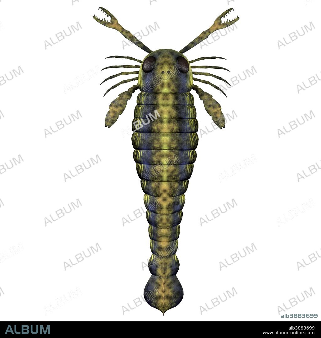 Pterygotus was a predatory sea scorpion that lived all over the world from the Silurian to Devonian period.