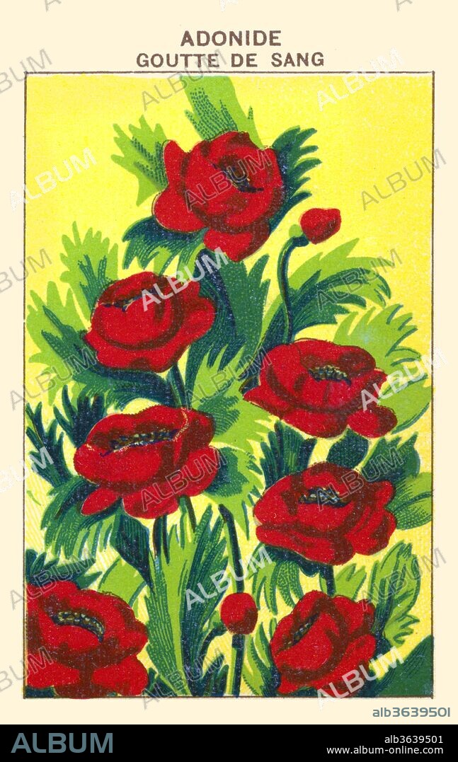 Pheasant’s-eye, Adonis’ Flower, autumn adonis, Autumn Pheasant’s-eye, Blooddrops, Red Chamomile, Red Morocco, Rose-a-ruby, Soldiers-in-green, is a medicinal[citation needed] and ornamental plant and is a plant of the Ranunculaceae family.
