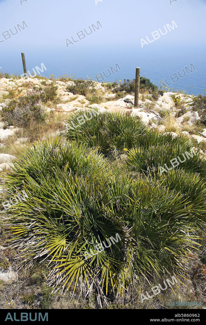 Denia; paisaje junto al faro de Sant Antoni / Antonio; palmito /"margalló" (Chamaerops humilis) la única palmera autóctona de Europa.