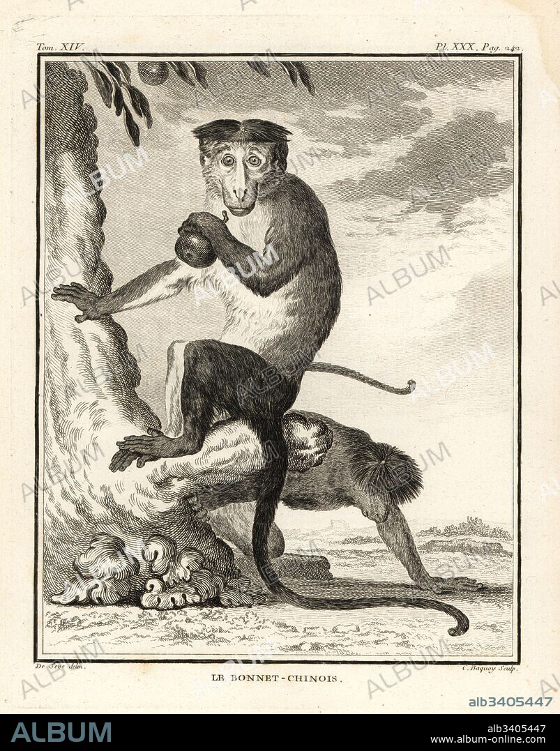 Bonnet macaque, Macaca radiata. Le bonnet-chinois. Copperplate engraving by C. Baquoy after an illustration by Jacques de Seve from Georges-Louis Leclerc, Comte de Buffon's Histoire Naturelle, Imprimerie Royale, Paris, 1766.