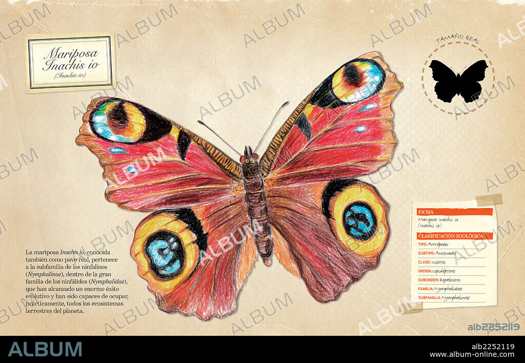 Inachis io Butterfly. Fact sheet and zoological classification of Inachis io butterfly.