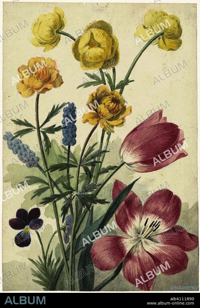 Bouquet of tulips, violets, blue grapes and dotters. Draughtsman: Willem van Leen. Dating: 1763 - 1825. Measurements: h 210 mm × w 144 mm.