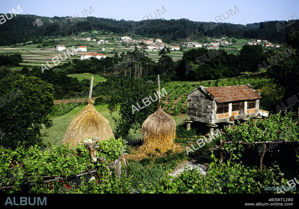 paisaje cerca de Cambados; viñedos D. O. Albariño y hórreo; Ría de Arosa- Arousa / Rías Bajas.