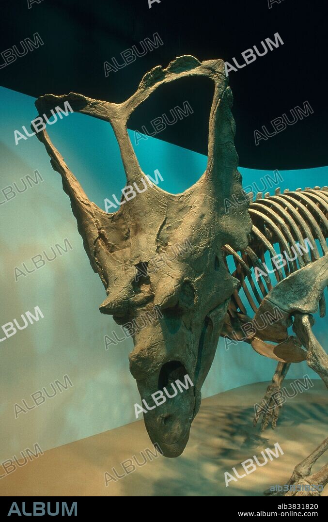 Chasmosaurus skeleton in the Royal Tyrrell Museum's Field Station at Dinosaur Provincial Park, Alberta, Canada.