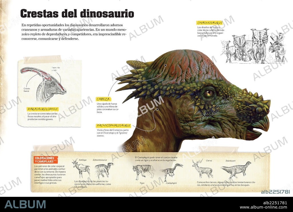 Dinosaur crests. Infographics that describe different types of dinosaur crests that were used to communicate.