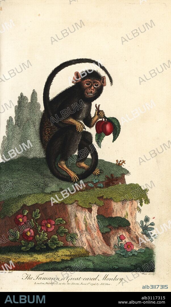 Red-handed tamarin, Saguinus midas. Tamarin or great-eared monkey. Handcoloured copperplate engraving by J. Pass after an illustration by George Edwards from Ebenezer Sibly's Universal System of Natural History, London, 1796.