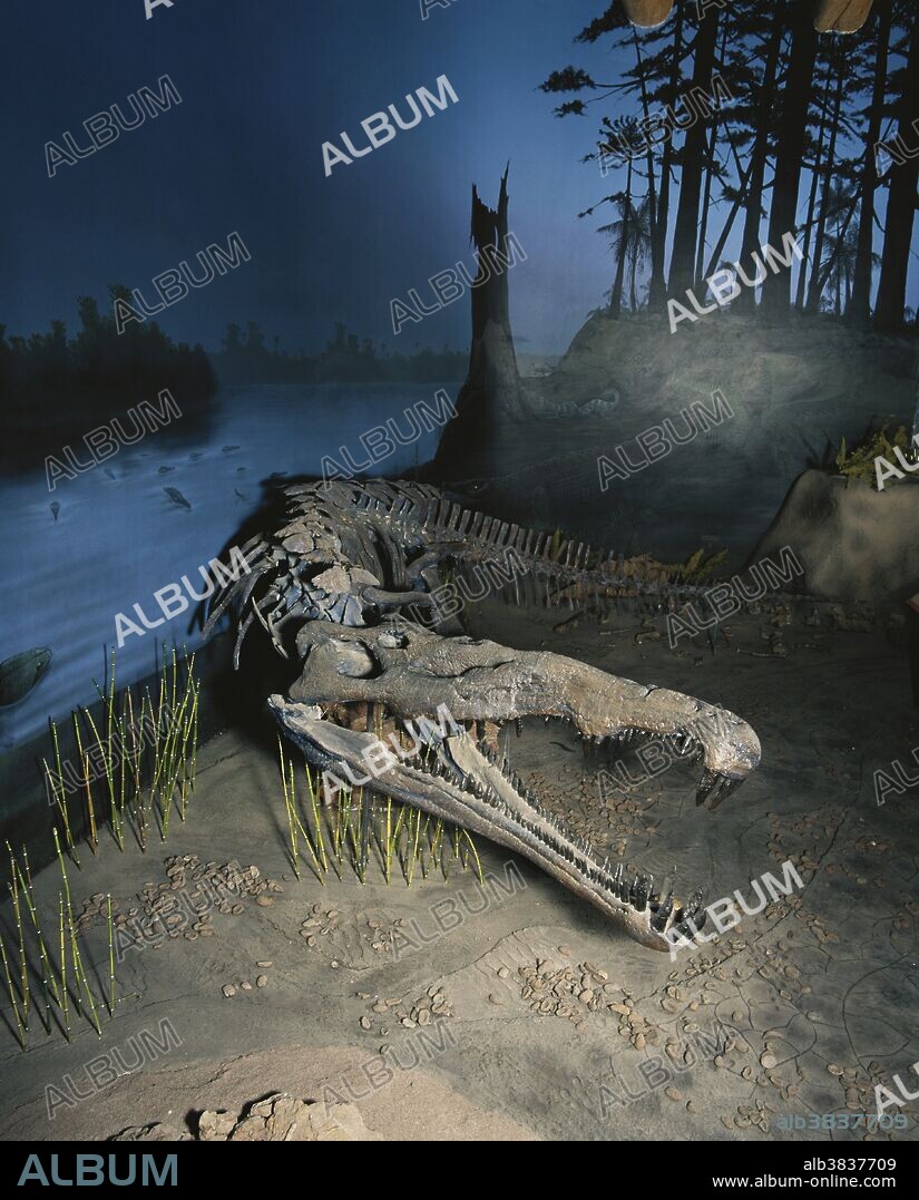 Fossil phytosaur (Nicrosaurus gregorii), an archosaur from Late Triassic Arizona and New Mexico, on display at the Ghost Ranch Museum in Albuquerque, New Mexico.