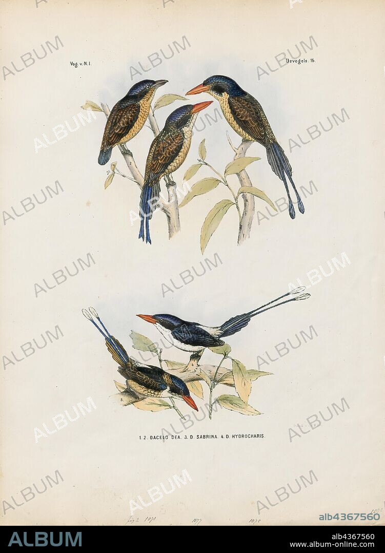 Tanysiptera galatea, Print, The common paradise kingfisher (Tanysiptera galatea), also known as the Galatea paradise kingfisher and the racquet-tailed kingfisher, is a species of bird in the family Alcedinidae. It is found in subtropical or tropical moist lowland forests of the Maluku Islands and New Guinea. Like all paradise kingfishers, it has a red bill and colourful plumage. The species is common and the IUCN has assessed its conservation status as being of "least concern"., 1863-1876.
