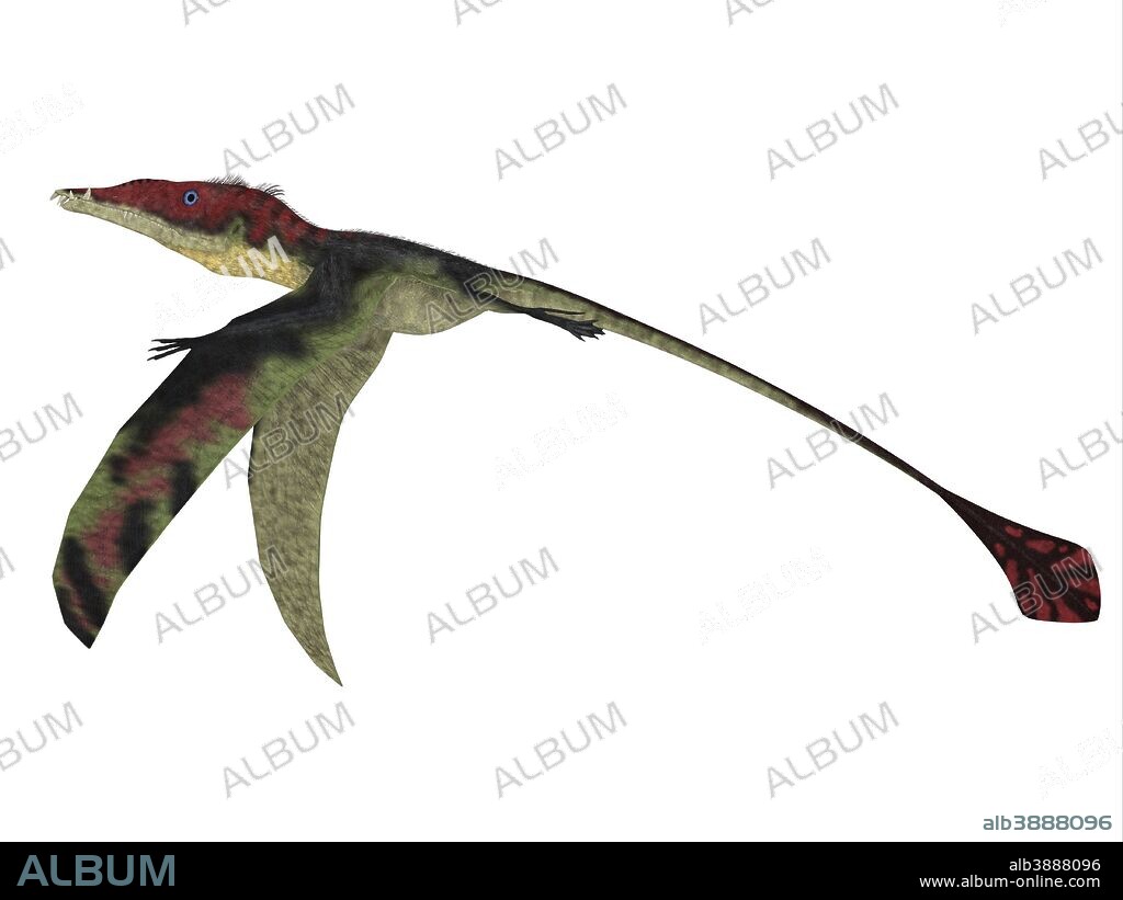 Eudimorphodon, side profile. The carnivorous Eudimorphodon was a pterosaur flying reptile that lived in Italy during the Triassic Period.