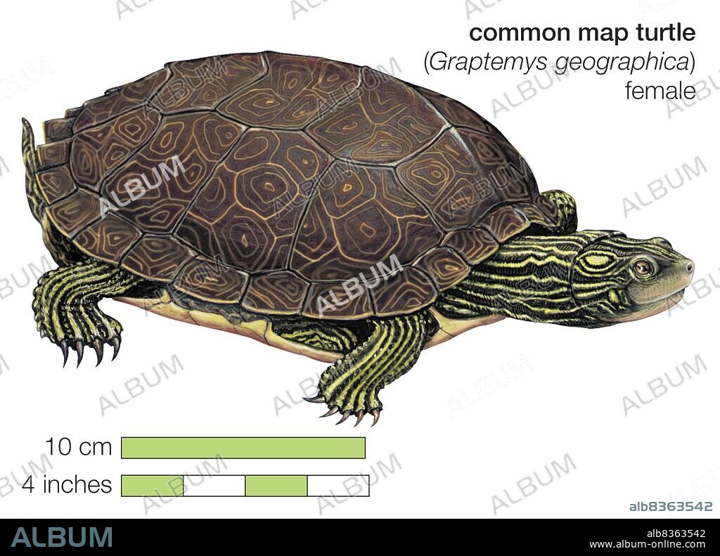 Female common map turtle (Graptemys geographica).