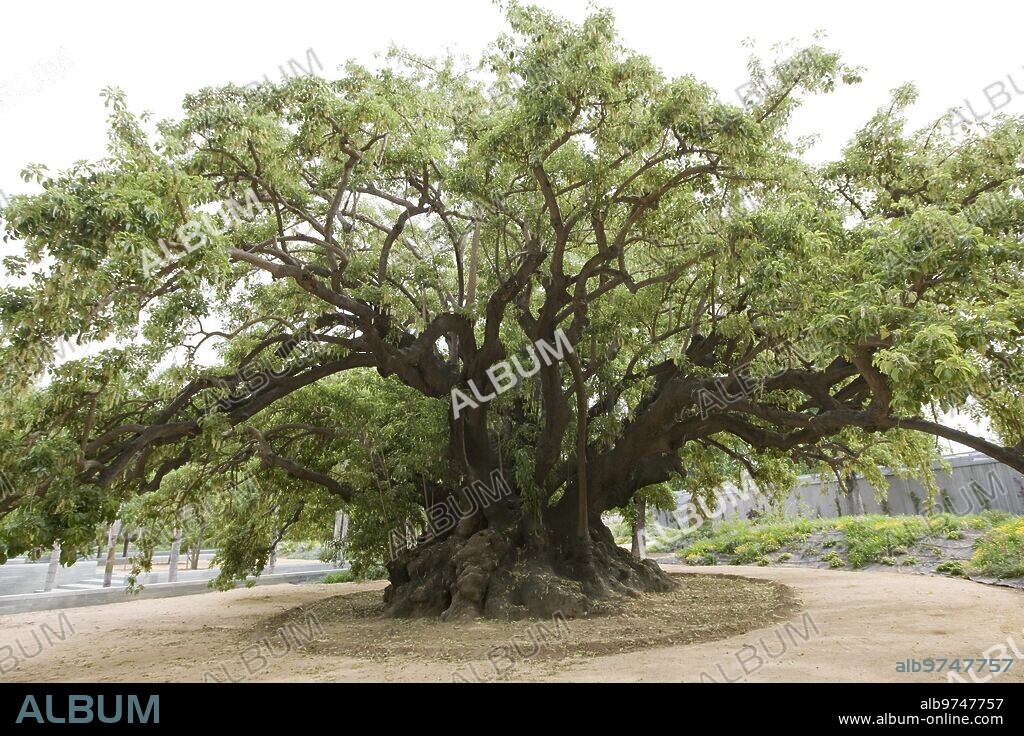 Sevilla. 06/05/2014. Uno de los árboles centenarios que se pueden encontrar en los jardines del Palacio de San Telmo.